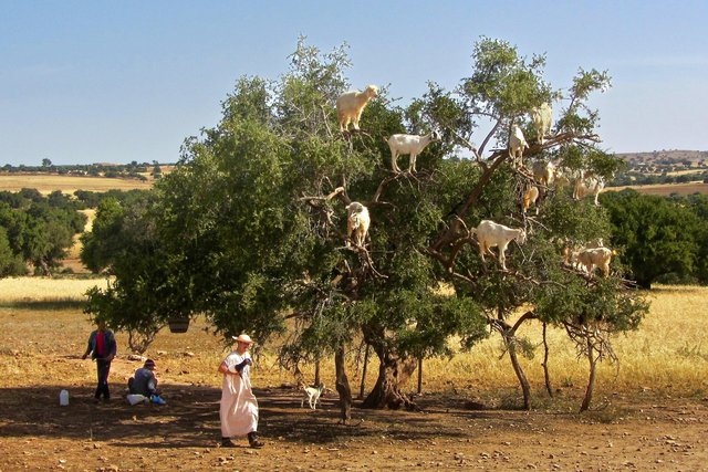 Tree climbing goats