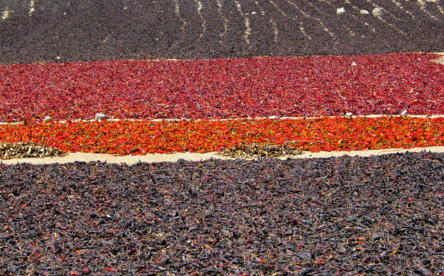 Drying chilis