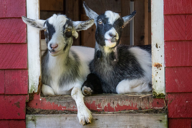 Buddies