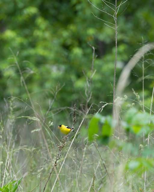 Goldfinch