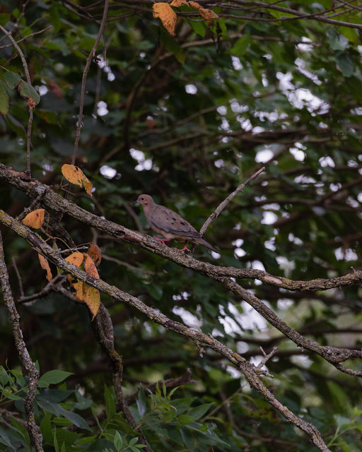 Mourning Dove in Mulberry Tree, Summer 2025