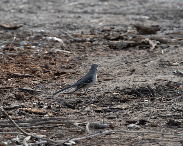 Mockingbird, Community Mulch Pile, Late Winter 2026