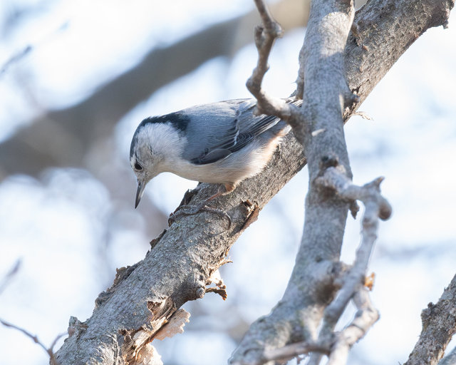 White-breasted nuthatch, Backyard, Late Winter 2026