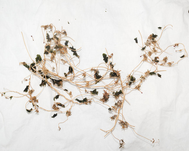 Dried Morning Glory Vine and Seedpods, Nov. 19, 2022