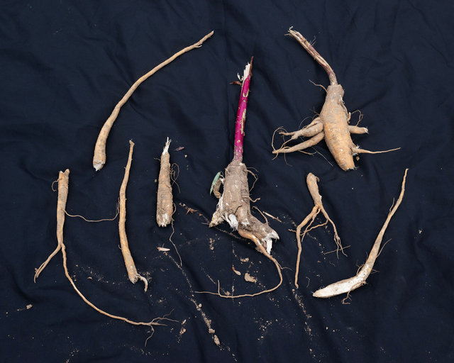 Poke Root, Freshly Harvested, Nov. 4, 2022