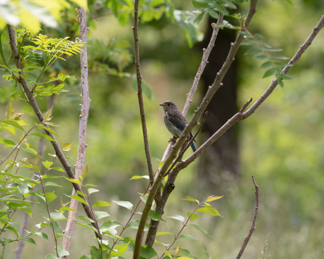 Immature Eastern Bluebird