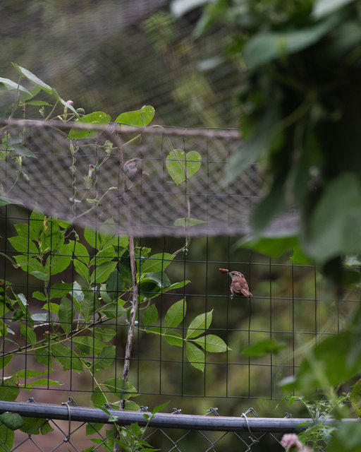 Pair of Wrens, Summer 2025