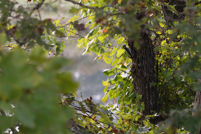 Downy woodpecker