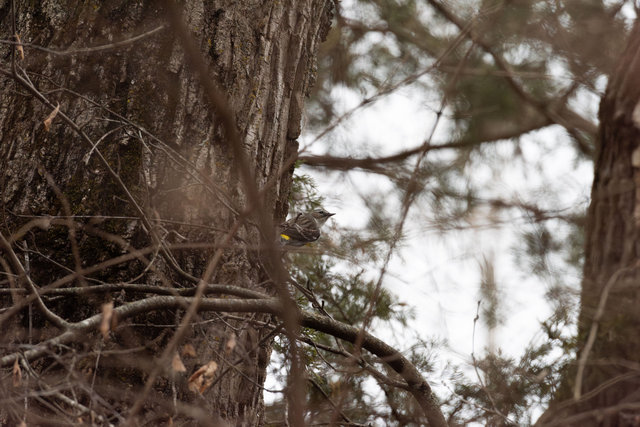 Yellow-rumped warbler, Cosmo Park, Late Winter 2026