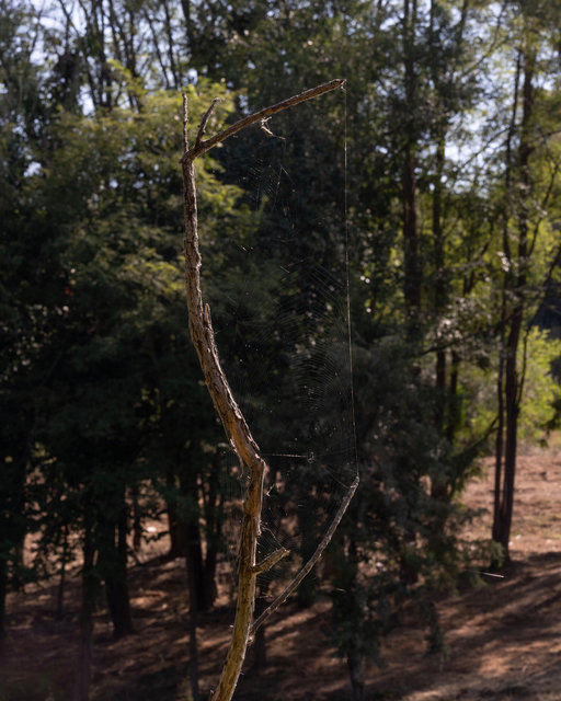 Spiderweb on Small Pond, Summer 2025