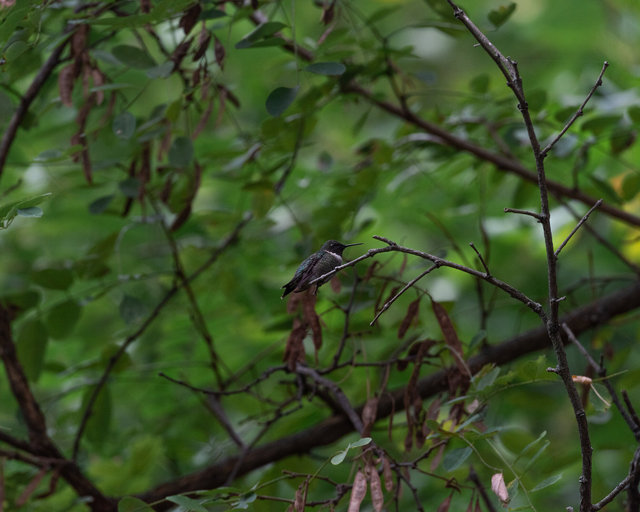 Black chinned hummingbird, Summer 2025