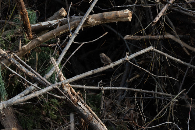 Song sparrow, Community Mulch Pile, Late Winter 2026