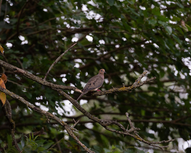 Mourning Dove in Mulberry Tree, Summer 2025