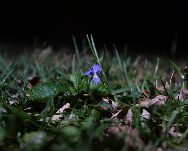 The Last Wild Violet of the Year, Dec. 3, 2022