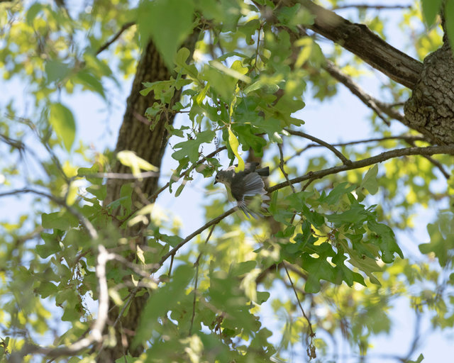 Tufted Titmouse