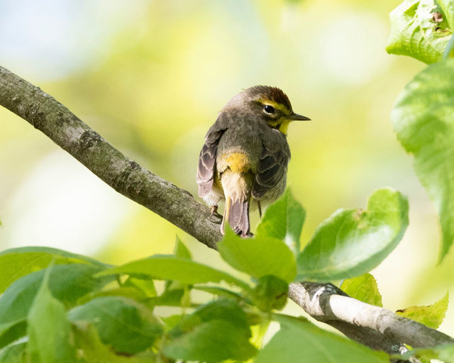 Palm warbler