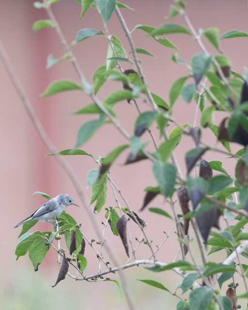 Blue-grey gnatcatcher