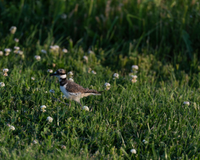 Immature Killdeer