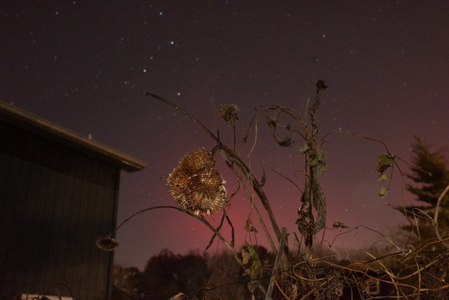 Aurora Borealis from Backyard, Winter 2025