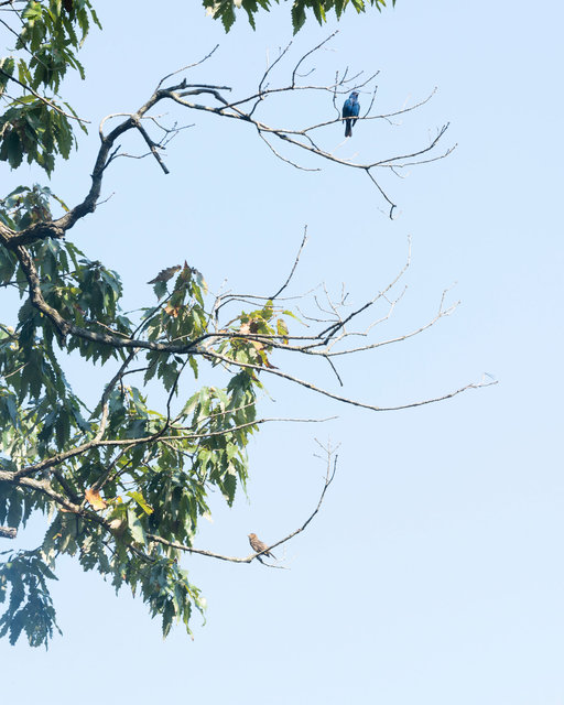 Male and Female Indigo Buntings