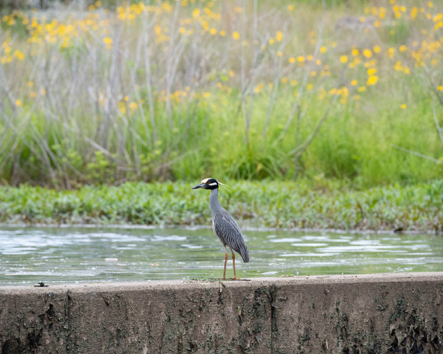 Yellow-crowned Night-Heron