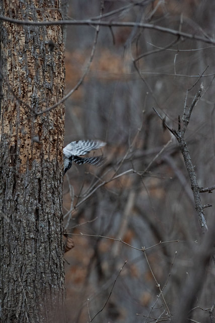Woodpecker, Cosmo Park, Late Winter 2026