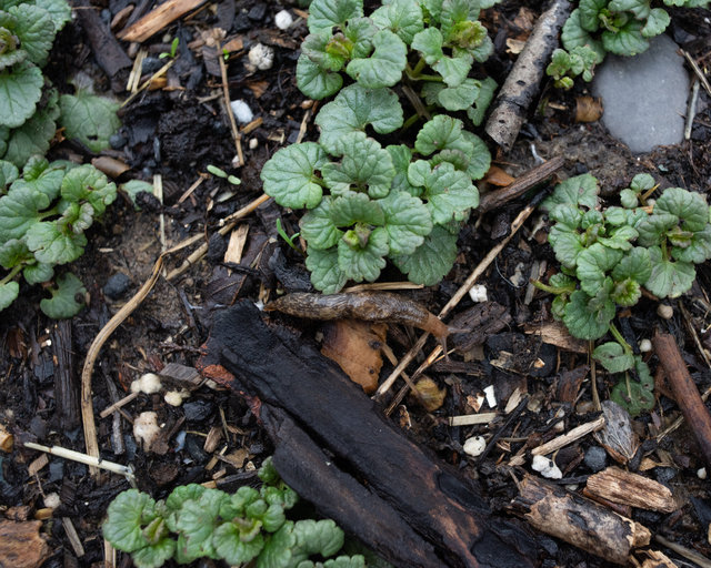 Garden slug, Backyard, Late Winter 2026