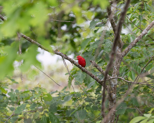 Summer Tanager, Male