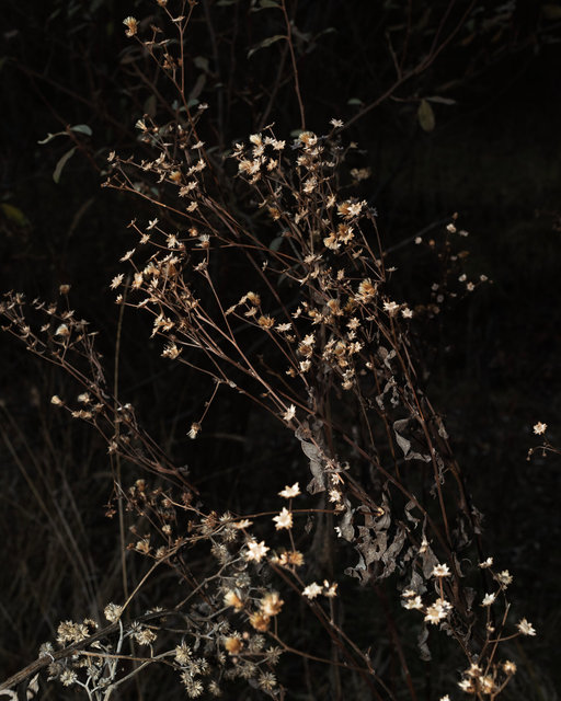 Asters, Dec 10, 2022