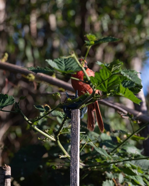 Male Cardinal, Summer 2025