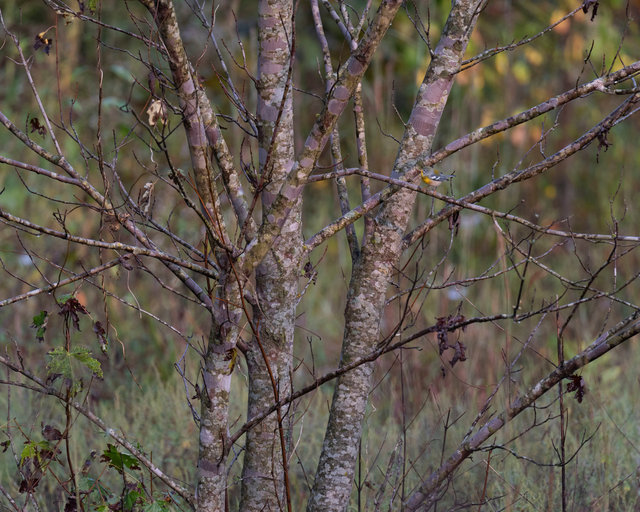 Northern parula