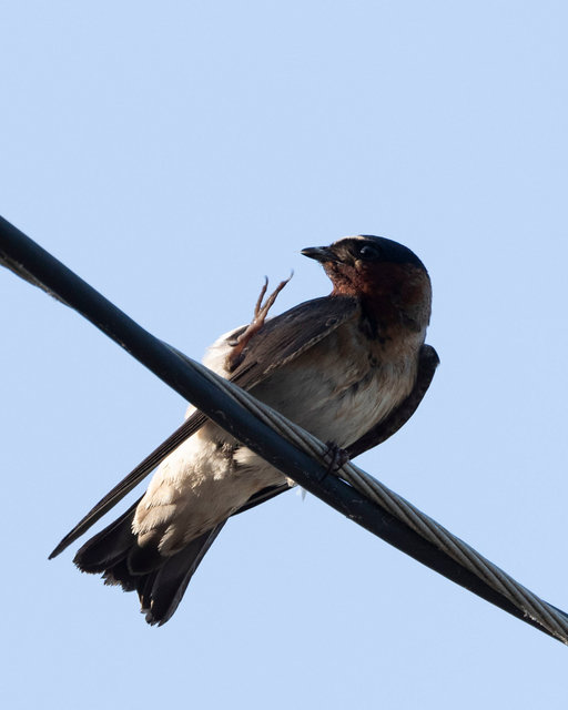 Cliff Swallow