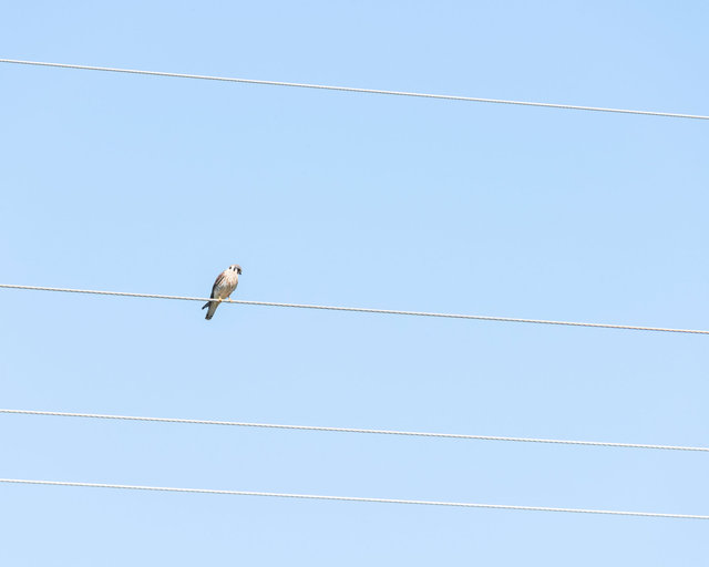 American Kestrel