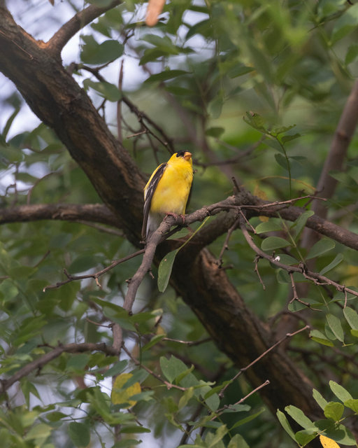 Male Goldfinch in Black Locust Tree, Summer 2025