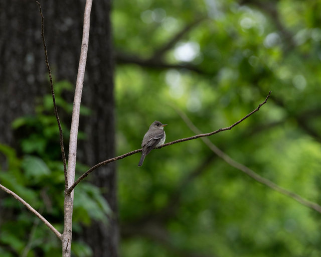 Eastern Wood-Peewee