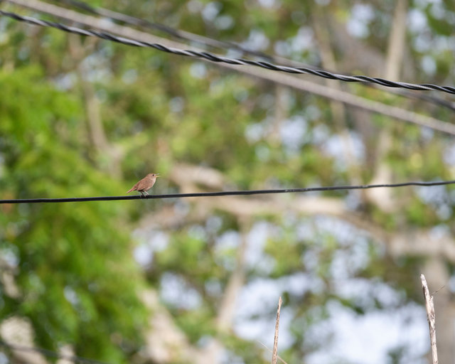 House Wren