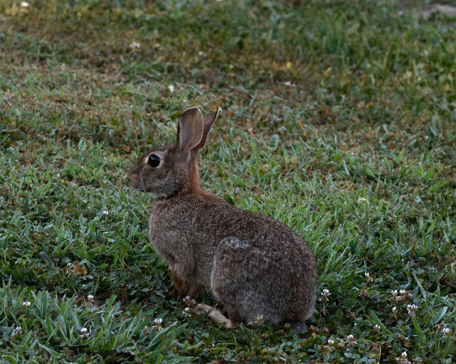Neighborhood Rabbit, Summer 2025