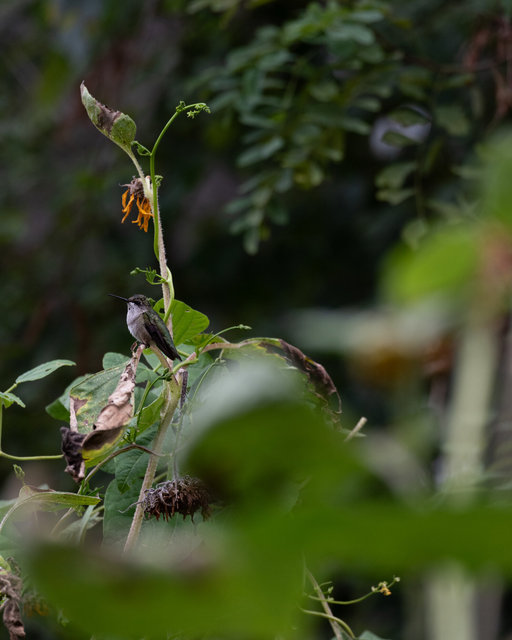Hummingbird in Backyard, Summer 2025