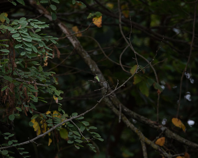 Black chinned hummingbird, Summer 2025