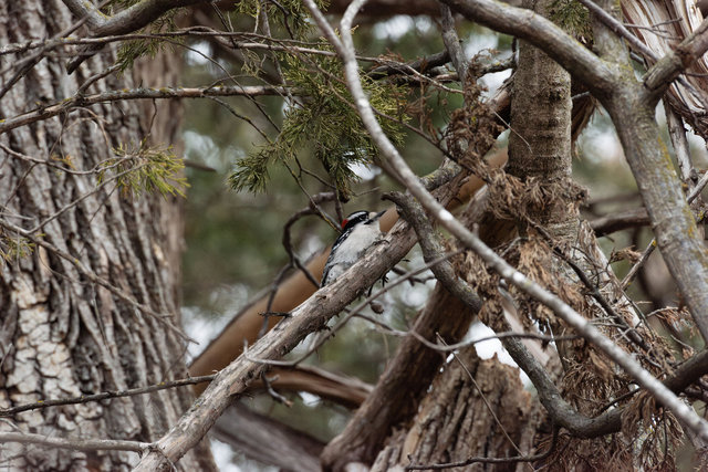 Downy woodpecker, Cosmo Park, Late Winter 2026