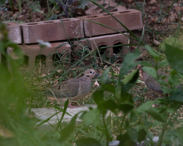 Pair of Mourning Doves in Garden, Summer 2025