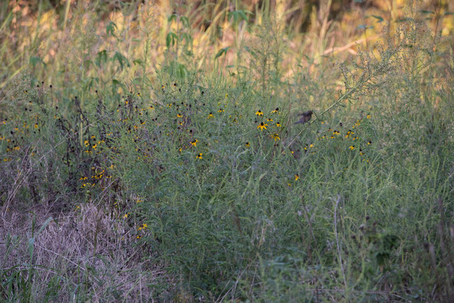 Unknown bird