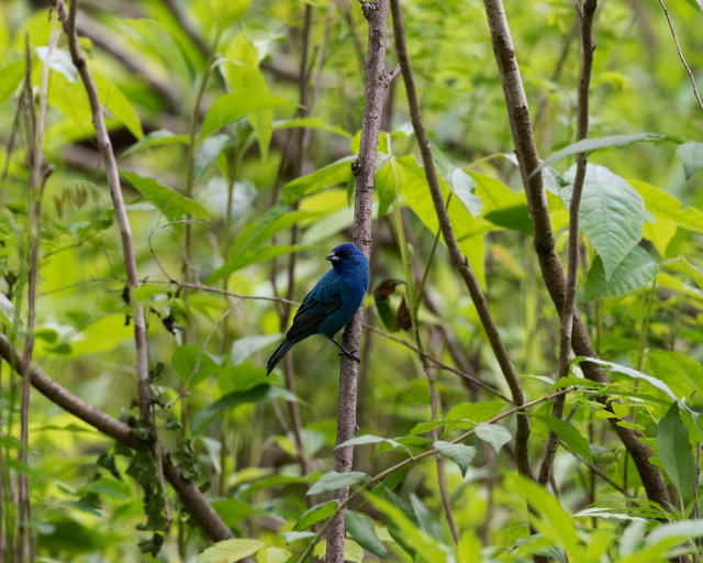 Indigo Bunting