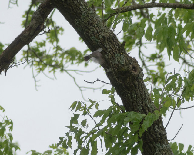Blue-grey gnatcatcher
