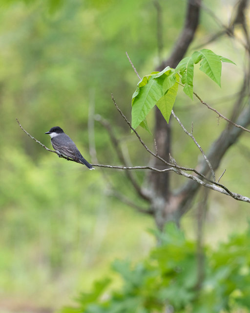 Eastern Kingbird