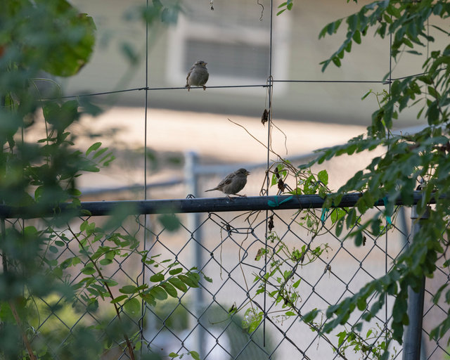 Sparrows, Summer 2025