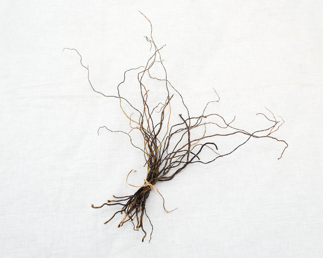 Gathered Willow Wands, Nov 4, 2022