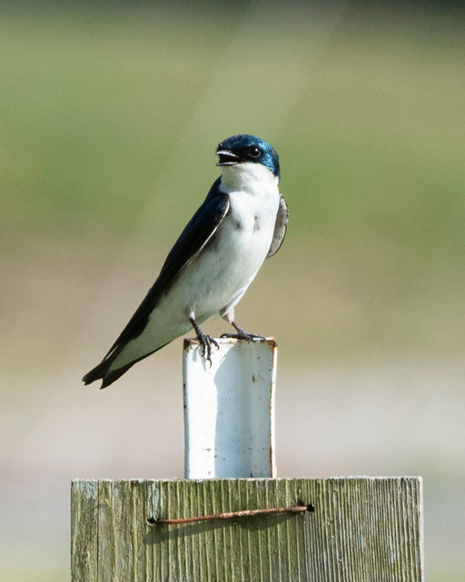 Tree swallow