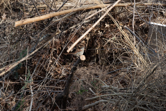 Brown thrasher, Community Mulch Pile, Late Winter 2026