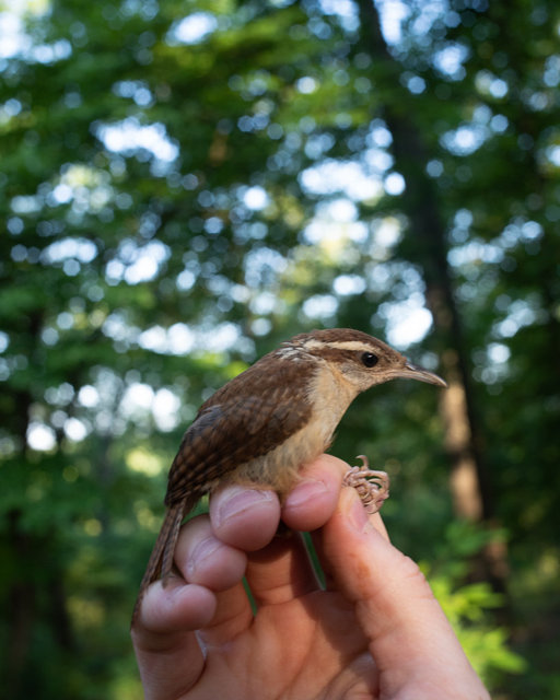 Carolina Wren